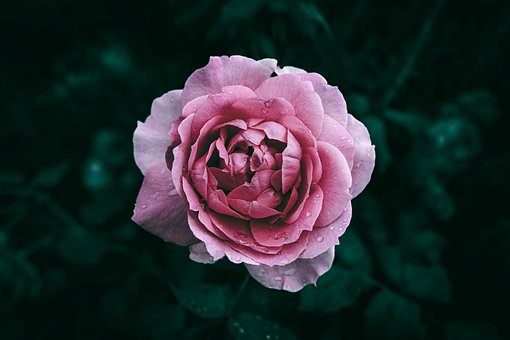 Rose, Rosa Blomst, Regndråper