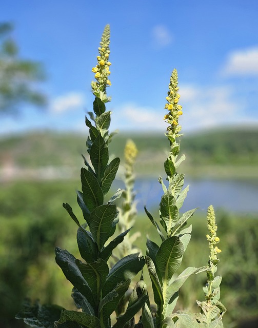 Verbascum Denso, Flor, Natureza, Planta