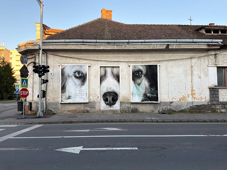 Mural Câinii, Artă Stradală, Graffiti