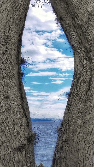 Bäume, Meer, Himmel, Wolken, Panorama
