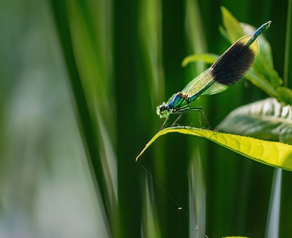 Free Dragonfly Insect photo and picture