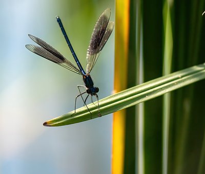 Free Dragonfly Insect photo and picture