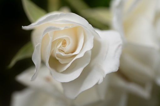Free Rose White photo and picture