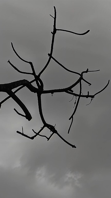 Trockener Baum, Zweige, Wurzeln, Himmel