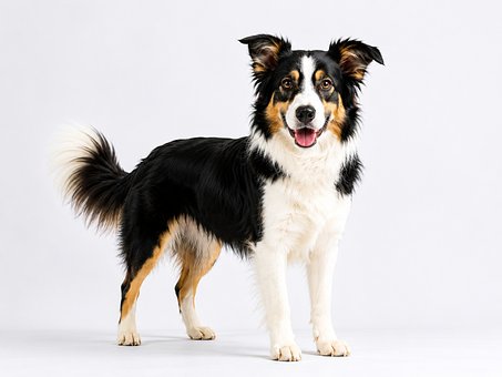 Free Border Collie Standing Dog photo and picture