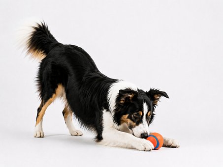 Free Border Collie Dog Playing photo and picture