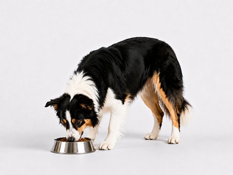 Free Dog Eating photo and picture