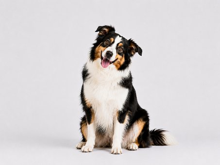 Free Dog Pet photo and picture