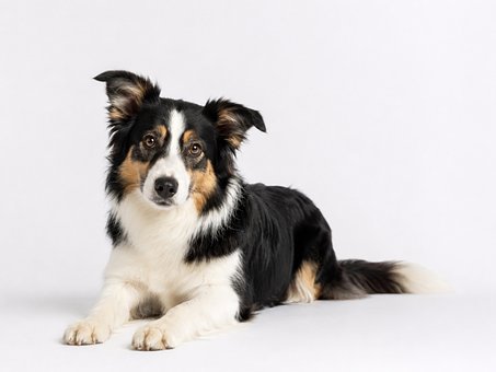 Free Border Collie Lying Dog photo and picture