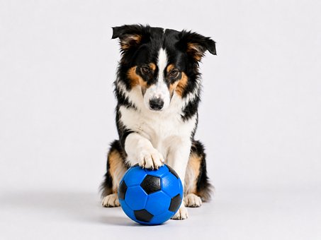 Free Dog Ball photo and picture