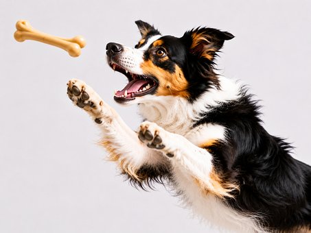 Free Dog Toy photo and picture