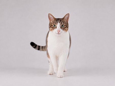 Free Cat Walking photo and picture