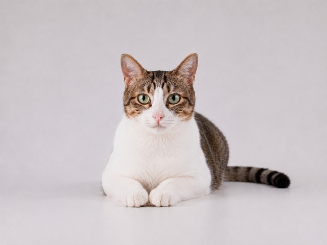 Free Cat Resting photo and picture