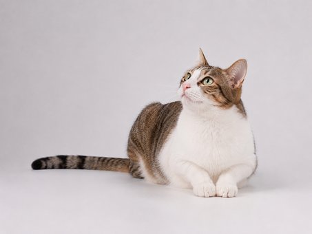 Free Cat Lying Down photo and picture
