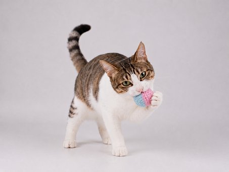 Free Cat Toy photo and picture