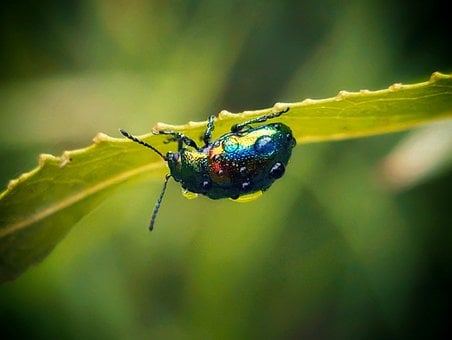 Kever, Insect, Natuur, Macro, Blad