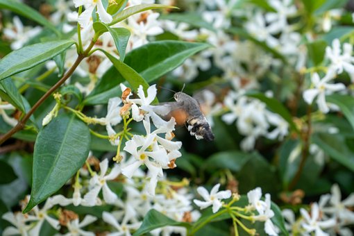 Free Nature Summer photo and picture