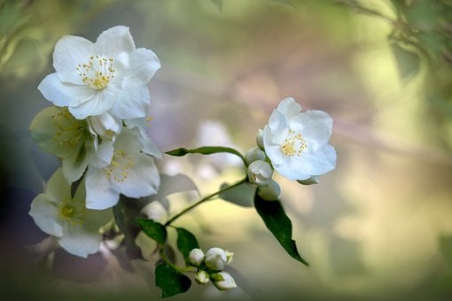 Jasmin, Blume, Natur, Makro, Pflanze