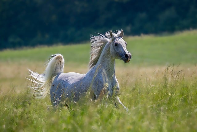 Download free HD stock image of Horse Thoroughbred Free Horse Thoroughbred photo and picture