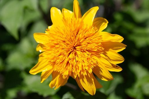 Sonnenblume, Natur, Blüte, Gelb