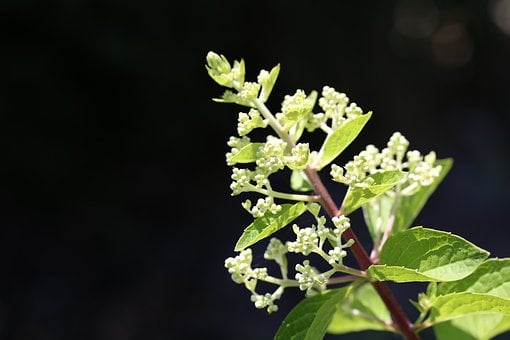 Natur, Blumen, Makro, Flieder, Detail