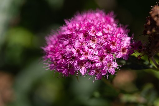 Blüte, Pink, Sommer, Natur
