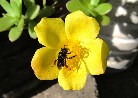 Free Bee Flower photo and picture