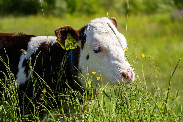 Kuh, Kalb, Natur, Tier, Wiese, Weide