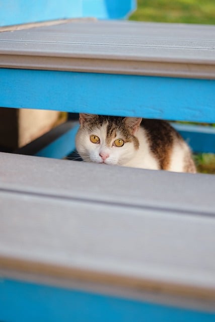 Free Cat Animal photo and picture