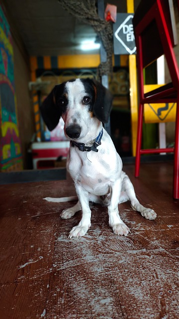 Free Dog Pet photo and picture