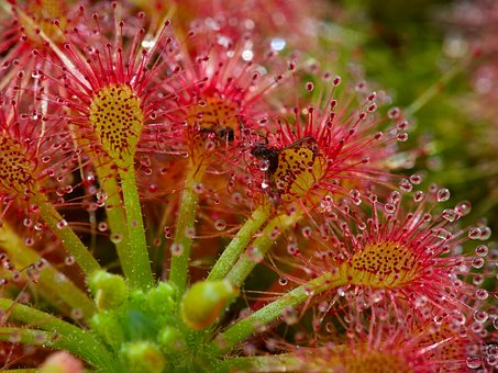 Sundew, Fleischfressende Pflanze