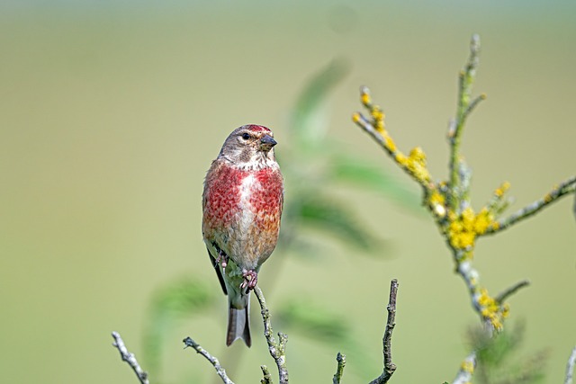 Free Linnet Songbird photo and picture