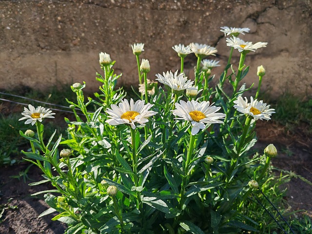 Margerite, Blume, Garten, Sommer, Natur