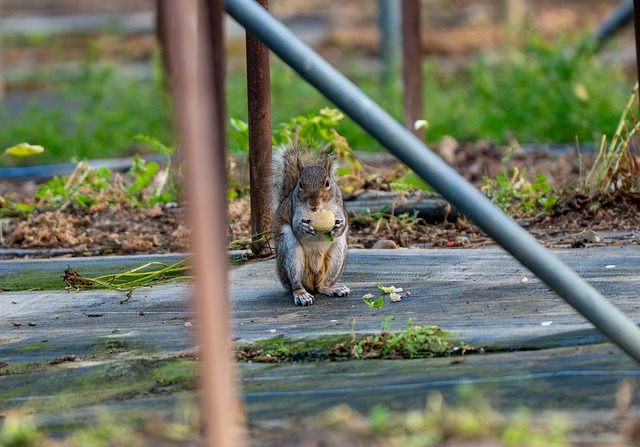 Free Squirrel Nature photo and picture