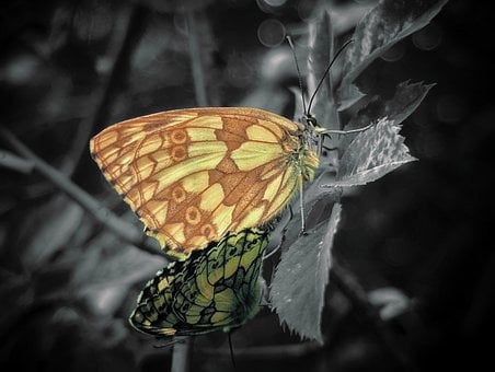 Vlinder, Blad, Natuur, Macro, Zomer