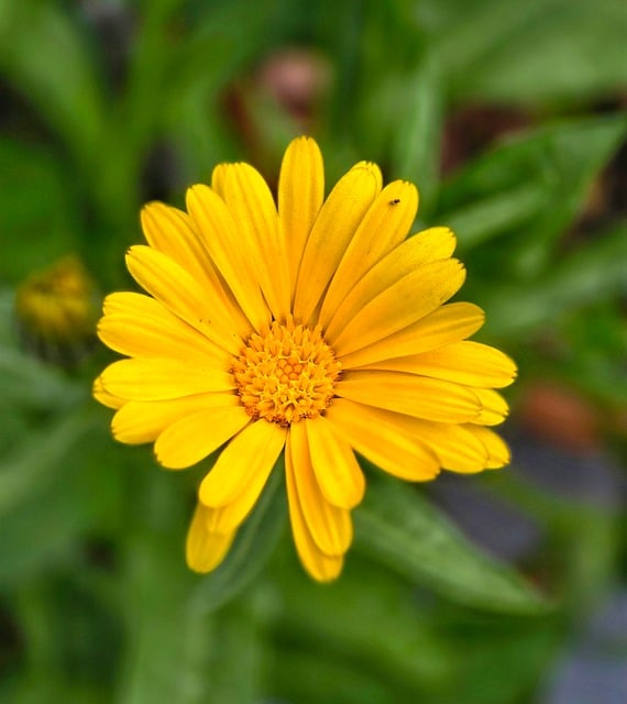 Free Nature Flower photo and picture