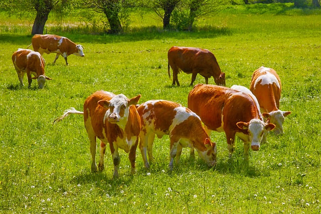 Free Cow Pasture photo and picture