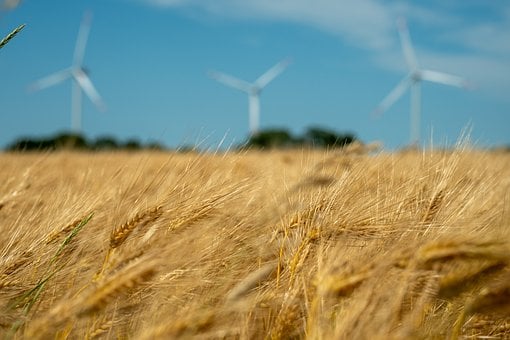 Free Wind Turbine Grain Field photo and picture