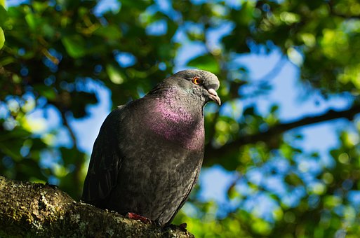 Free Pigeon Bird photo and picture