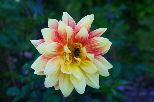 Free Flower Macro photo and picture