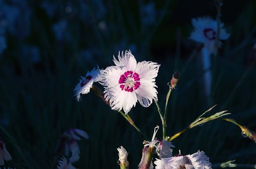 Free Flower Close Up photo and picture