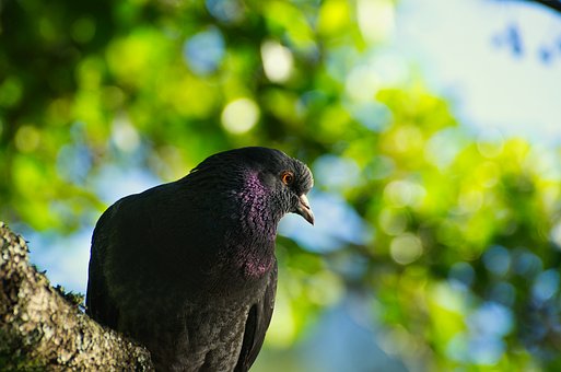Free Pigeon Natural Habitat photo and picture