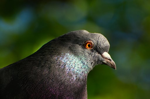 Free Pigeon Bird photo and picture