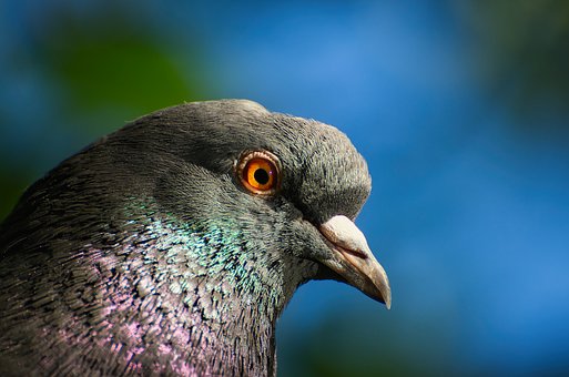 Free Pigeon Bird photo and picture