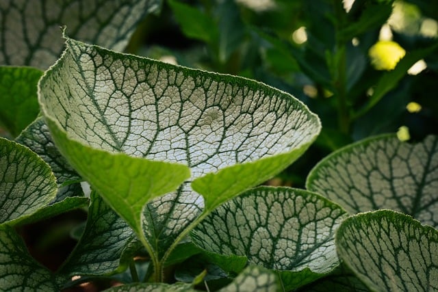 Free Leaves Green photo and picture