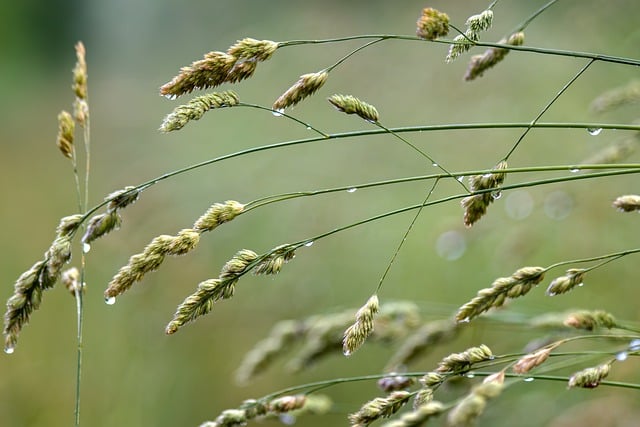 Gras, Tropfen Tau, Grün, Nahaufnahme