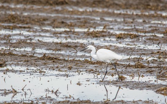 Free Egret Nature photo and picture