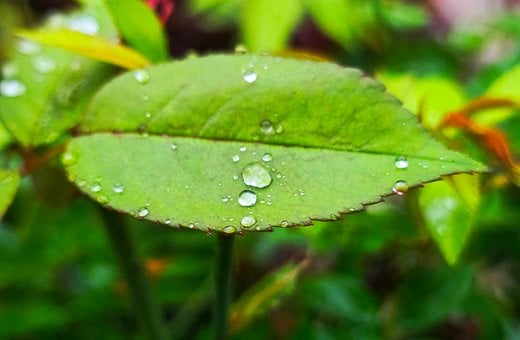 Free Droplet Leaf photo and picture