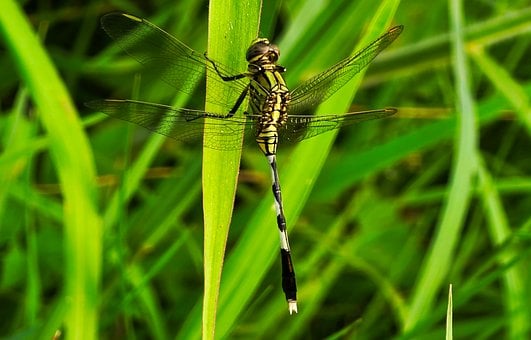 Free Dragonfly Insect photo and picture