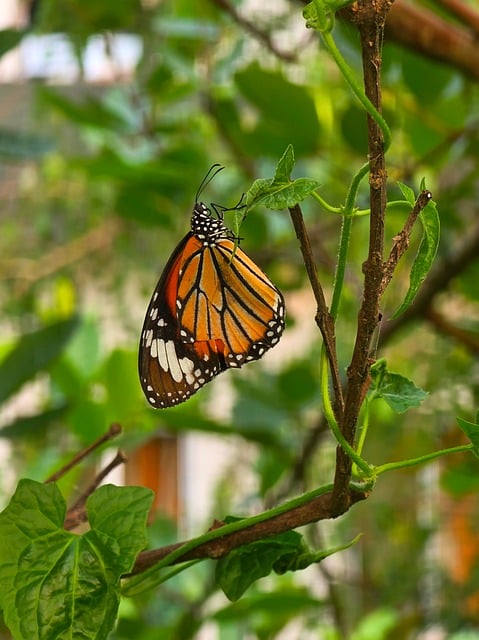Free Butterfly Nature photo and picture